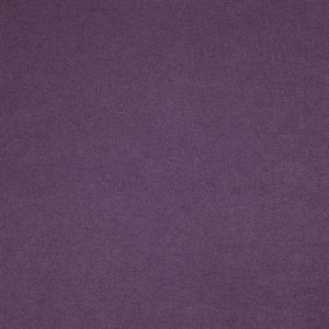 Montana Violet
