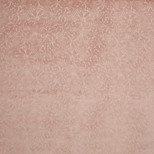 Perennial Woodrose