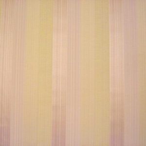 Solar Stripe Rose