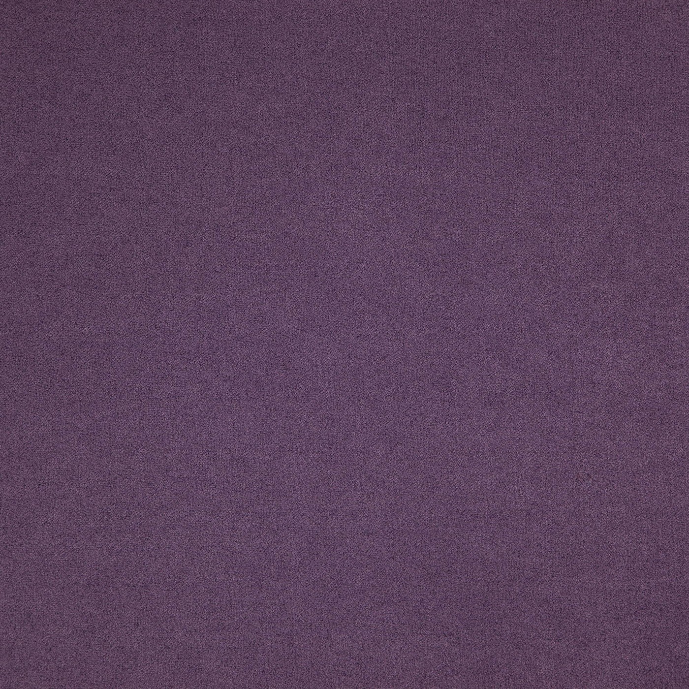 Montana Violet