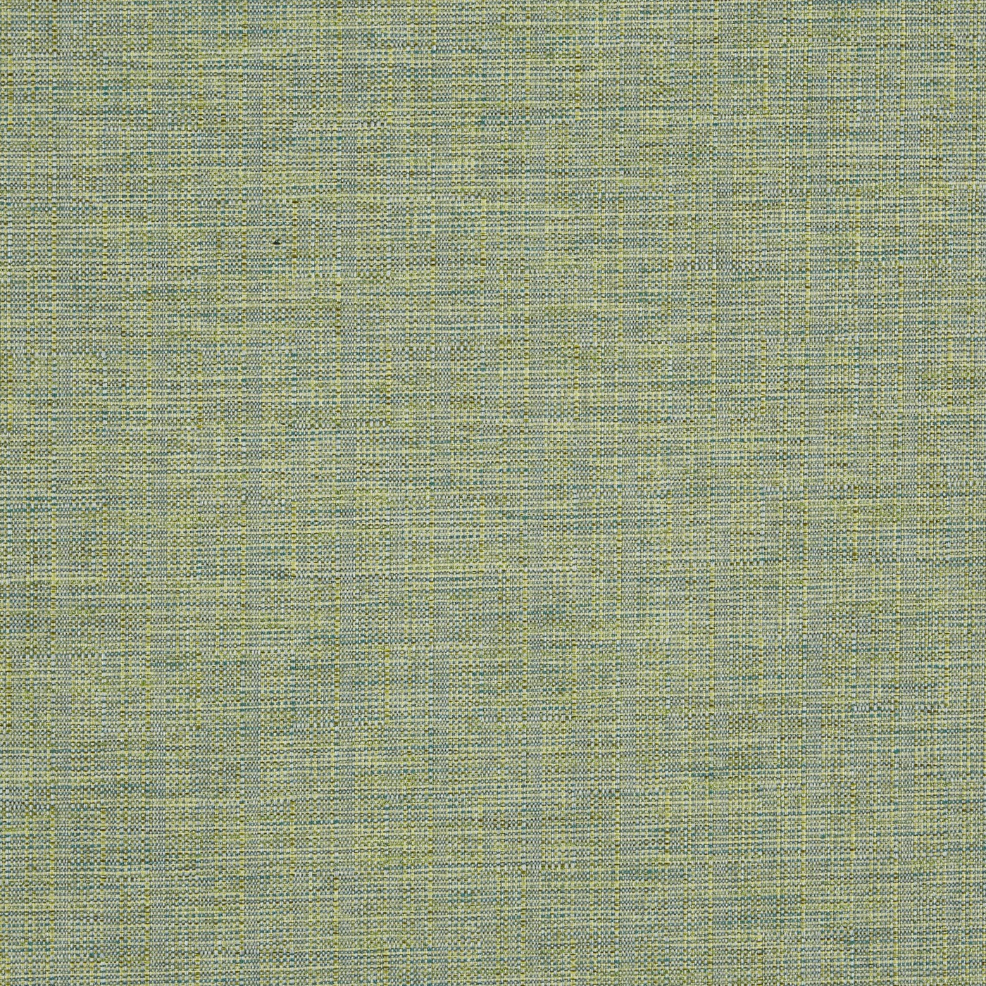 Twine Palm