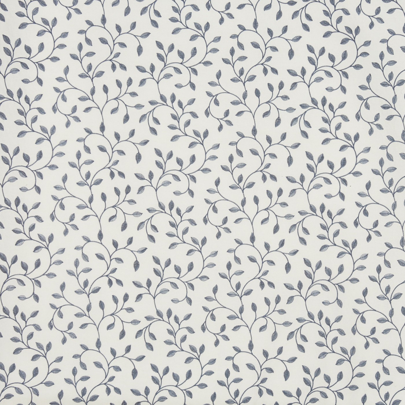 Poplar Blueberry