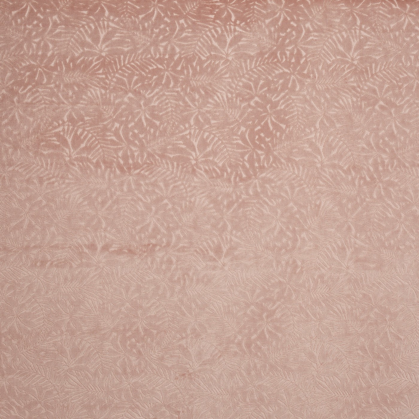 Perennial Woodrose