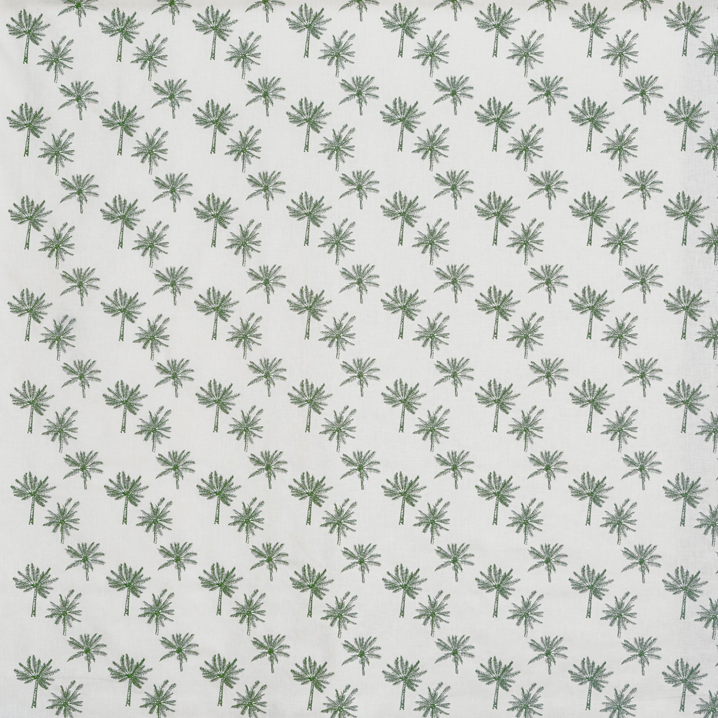 Little Palm Fern