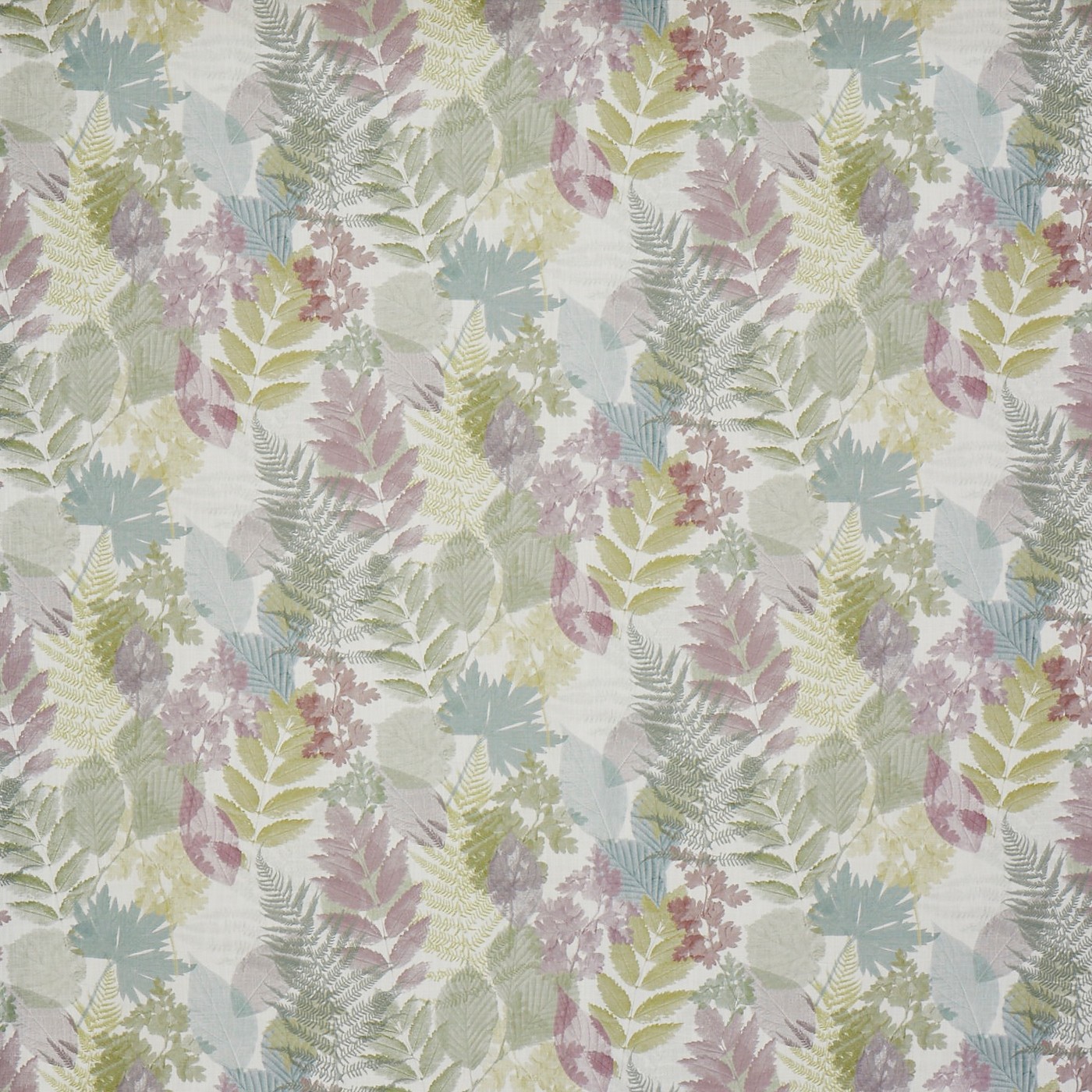 Forest Wisteria (pts108)