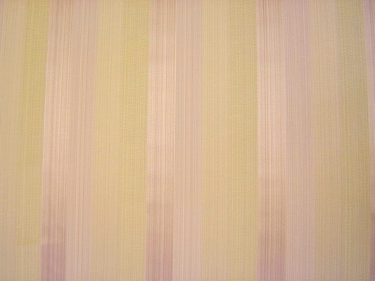 Solar Stripe Rose
