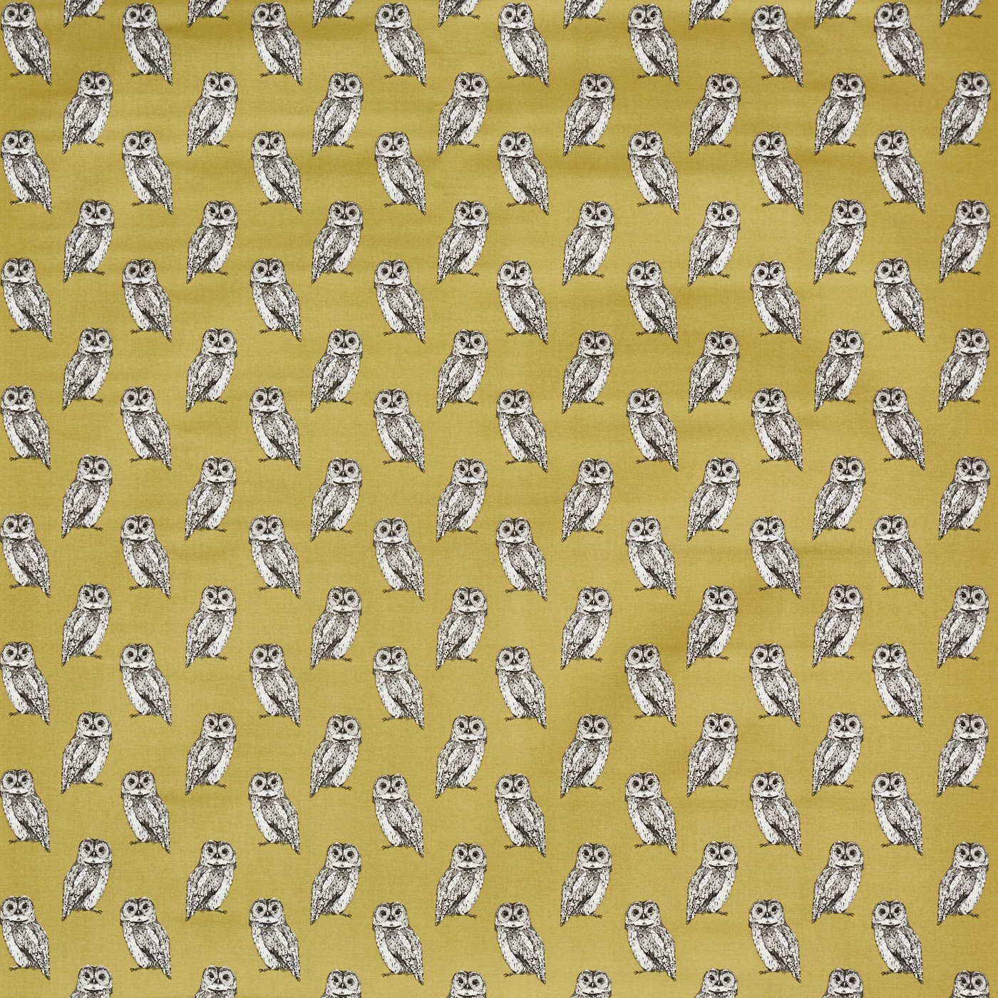 Owlet Olive