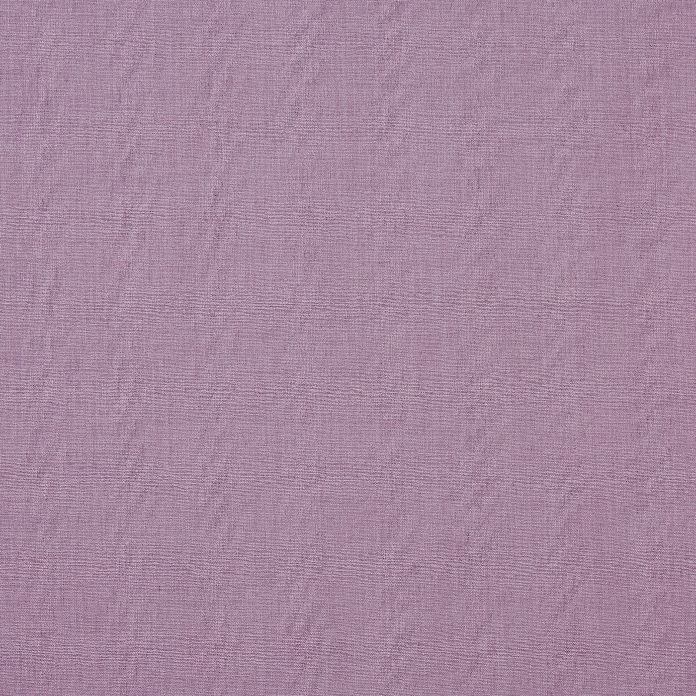 Saxon Lilac