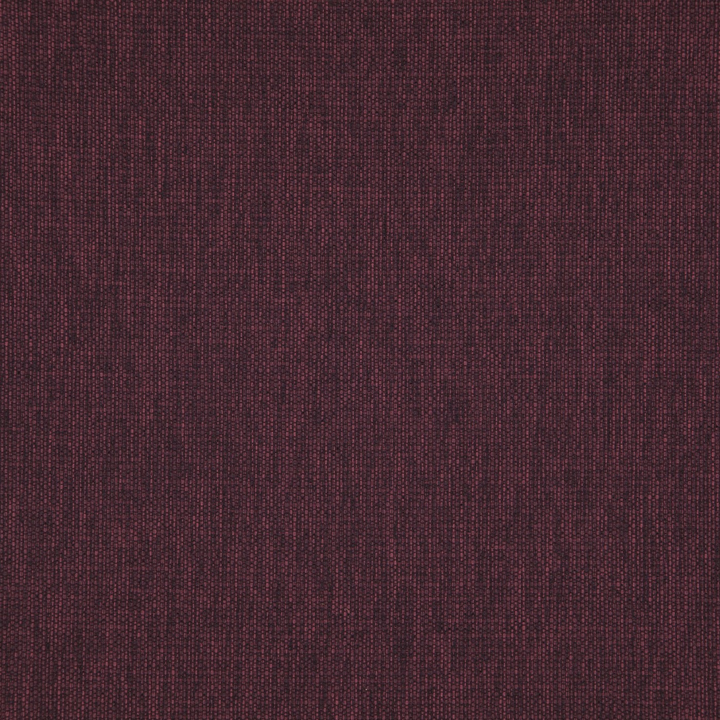 Penzance Mulberry