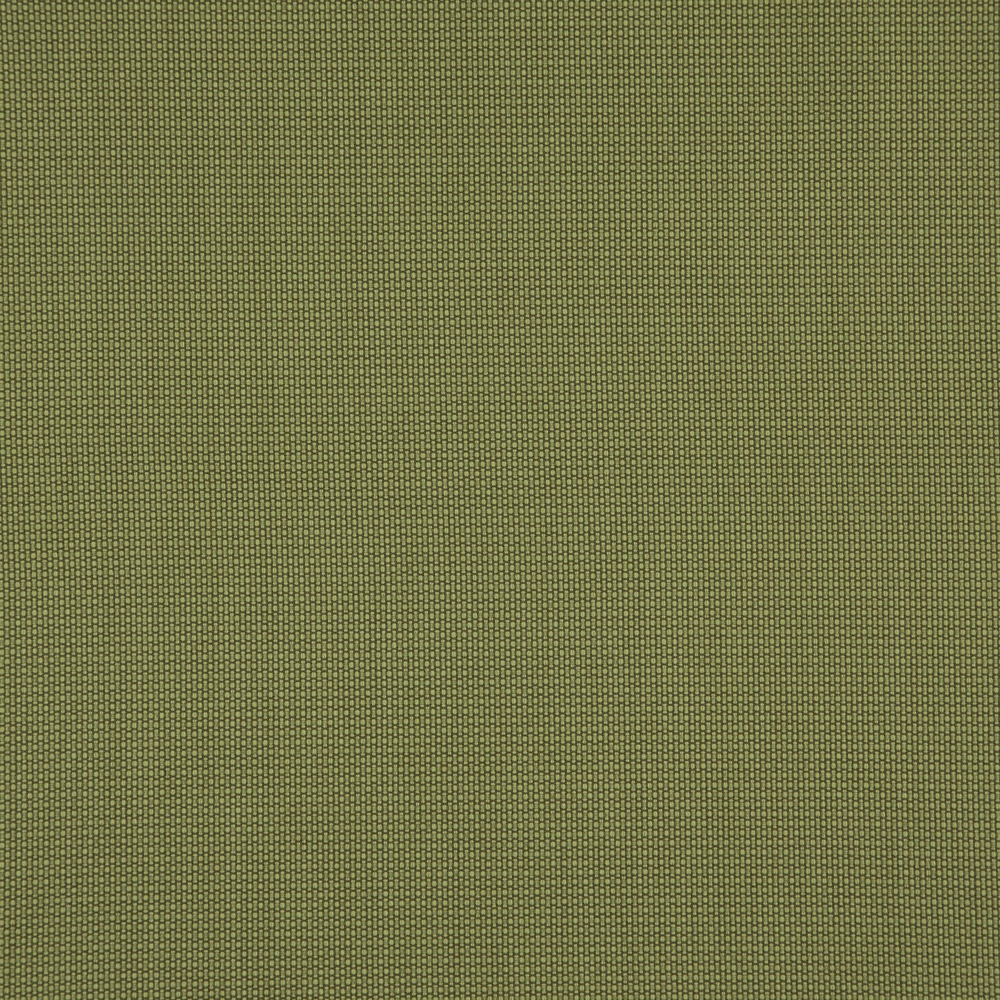 Penzance Olive