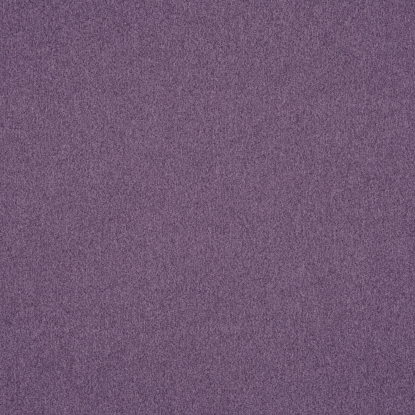 Dusk Heliotrope