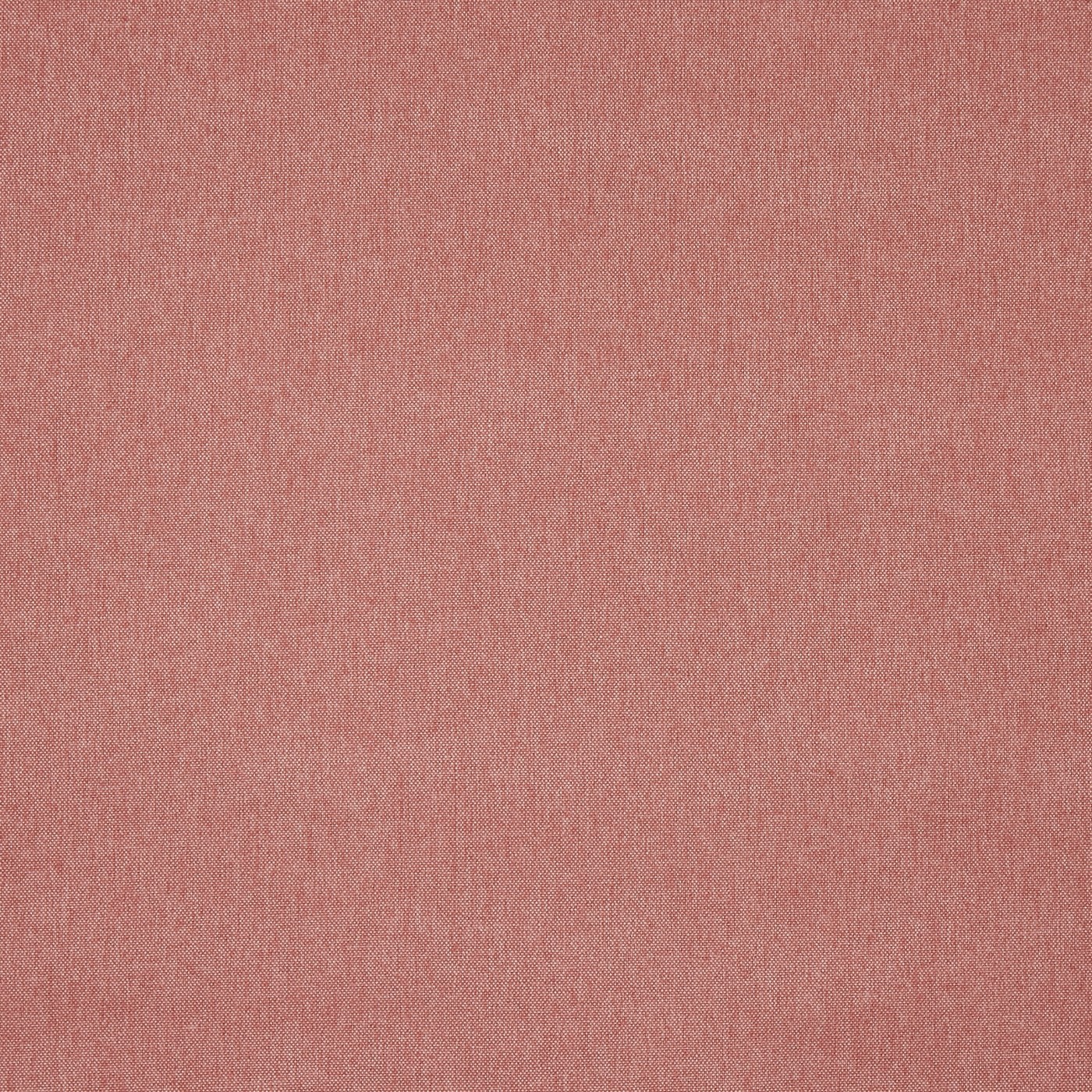 Buxton Rose