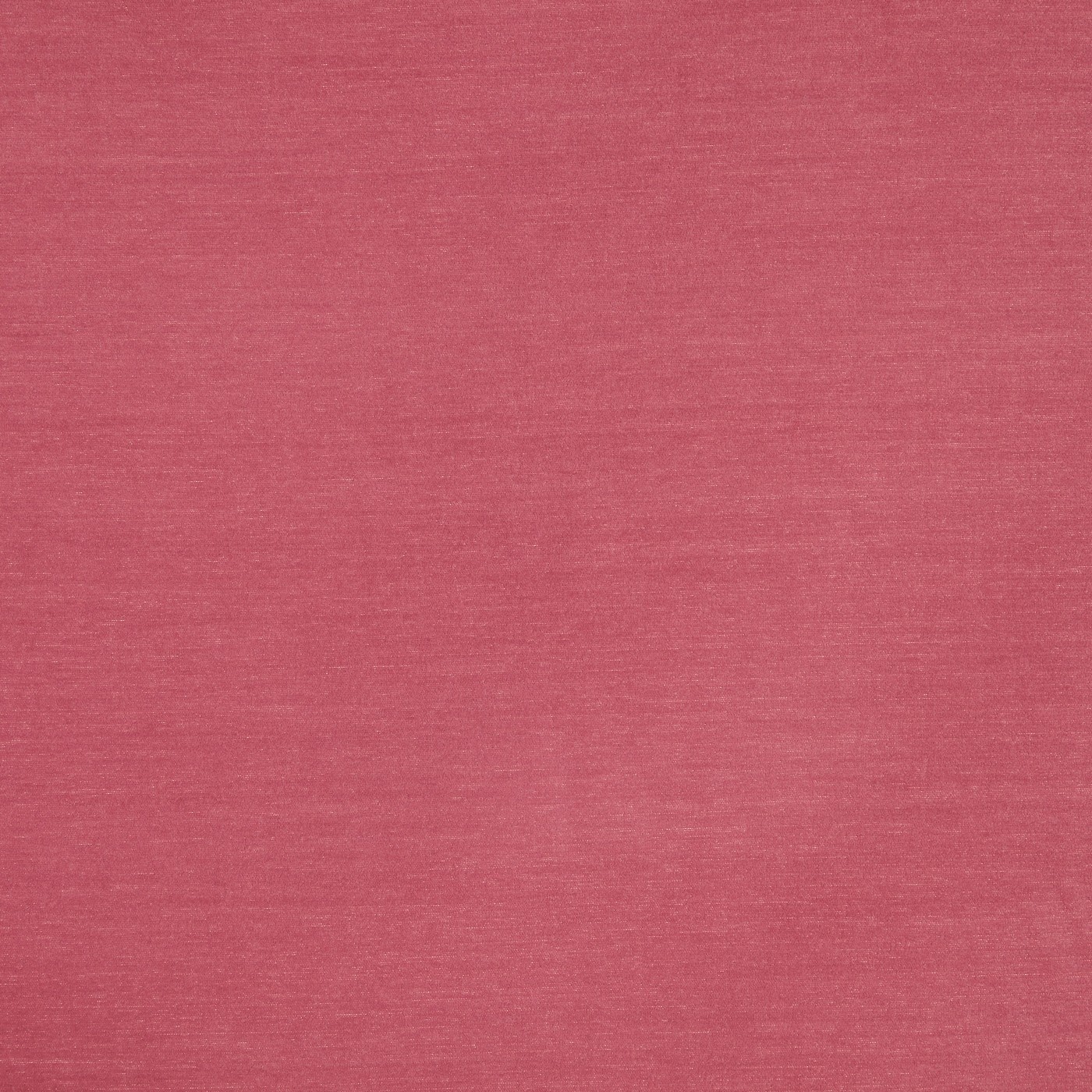 Snowdon Rose