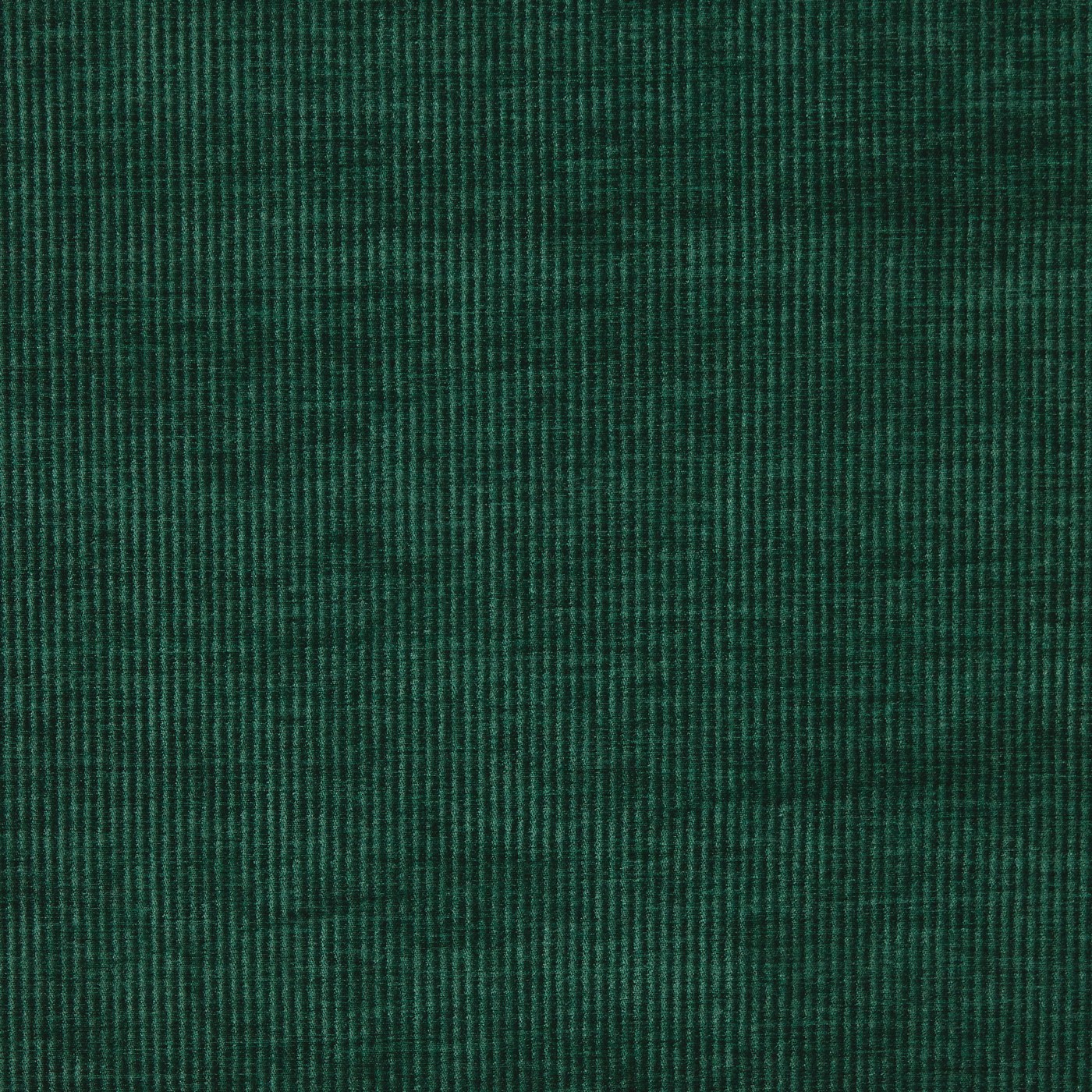 Cord Spruce
