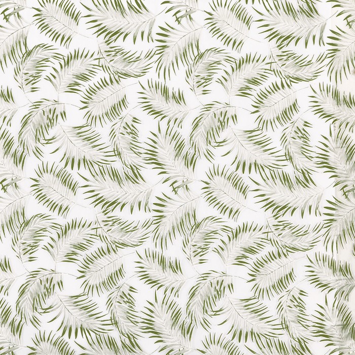 Rey Palm
