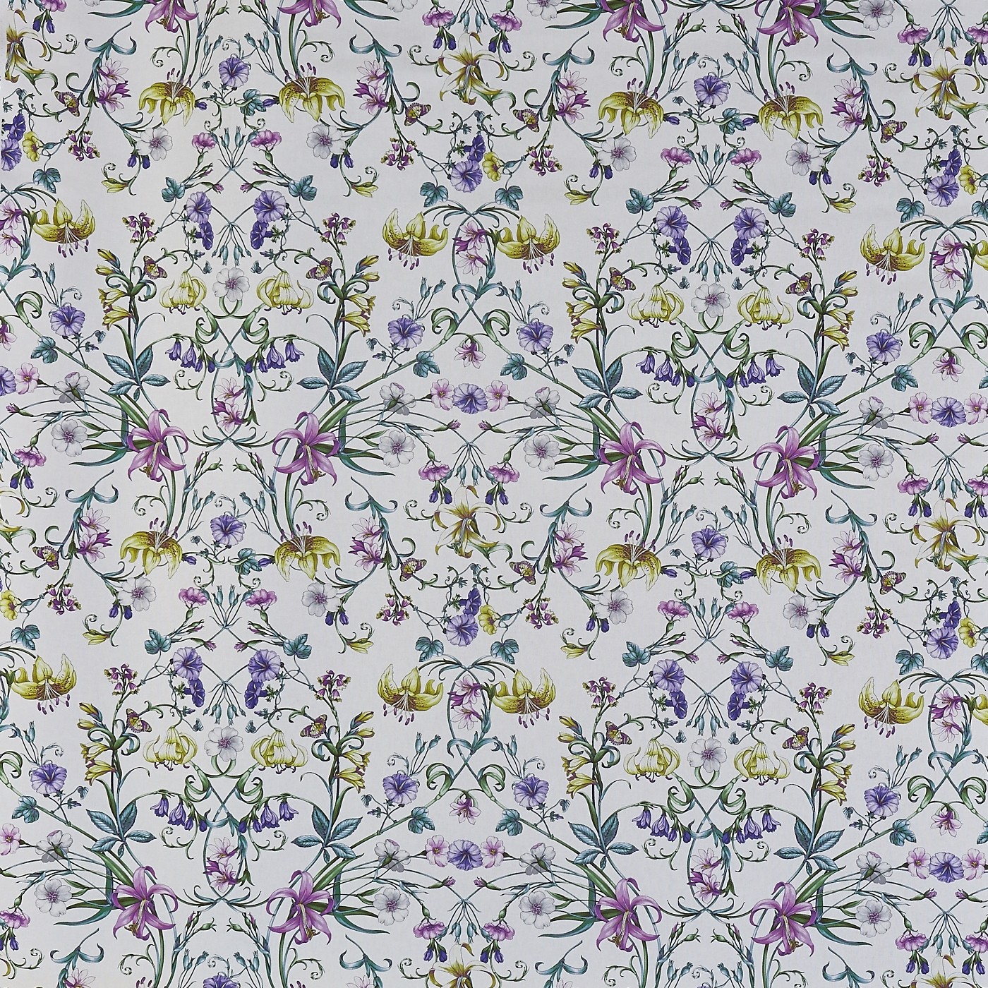 Carlotta Wisteria