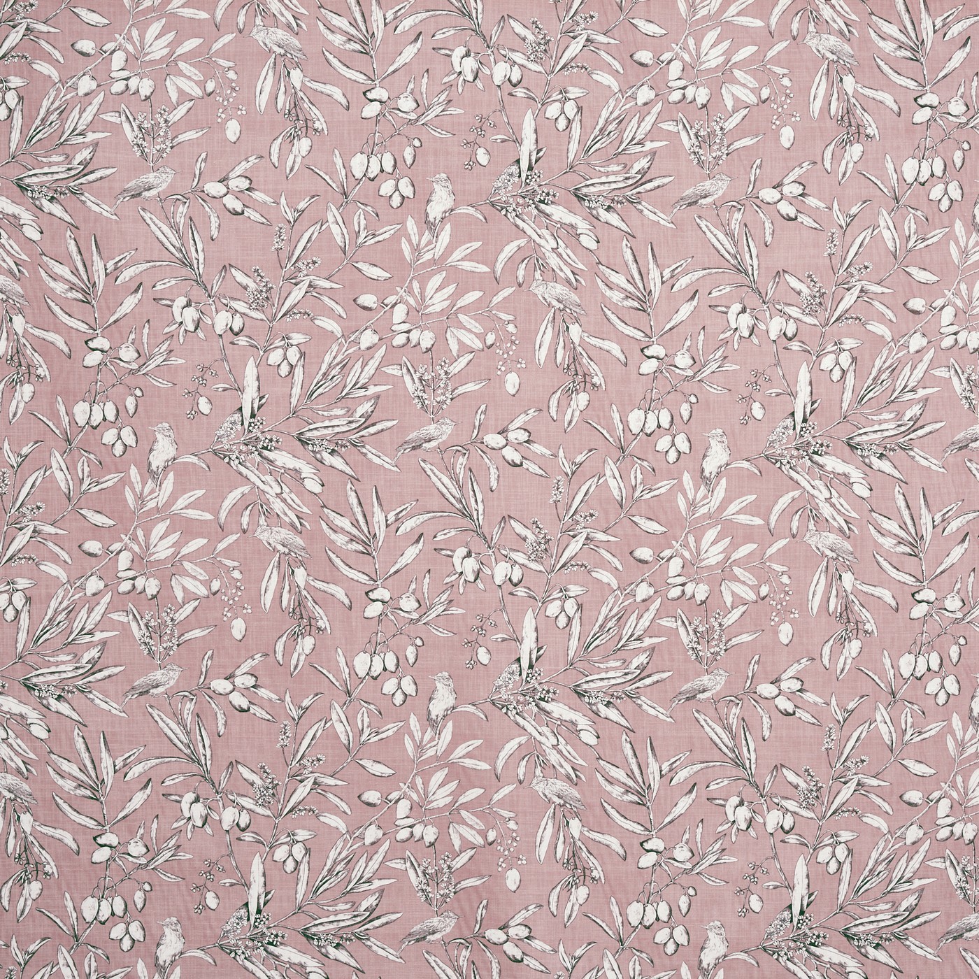 Aviary Woodrose (pts108)