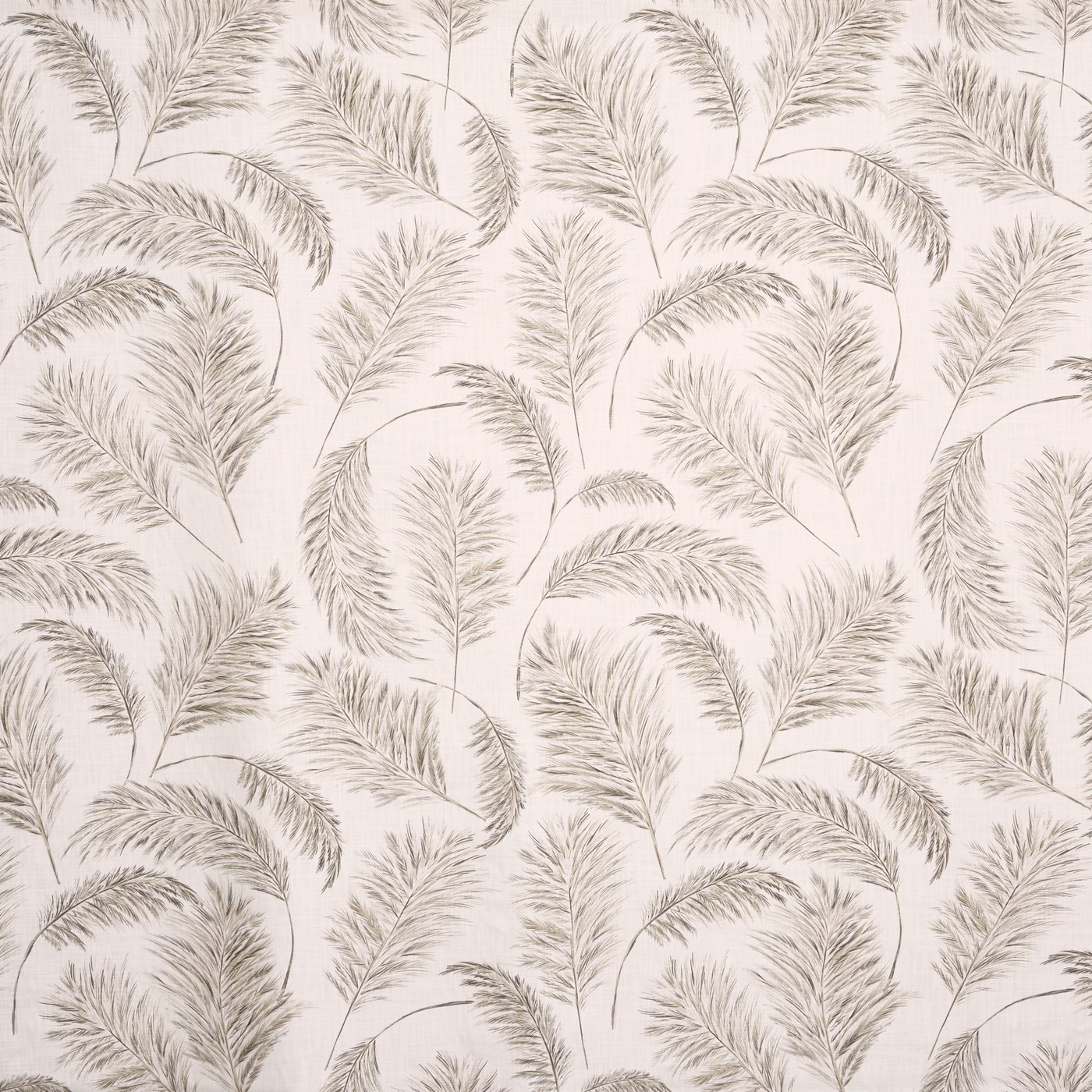 Pampas Grass Parchment (pts108)