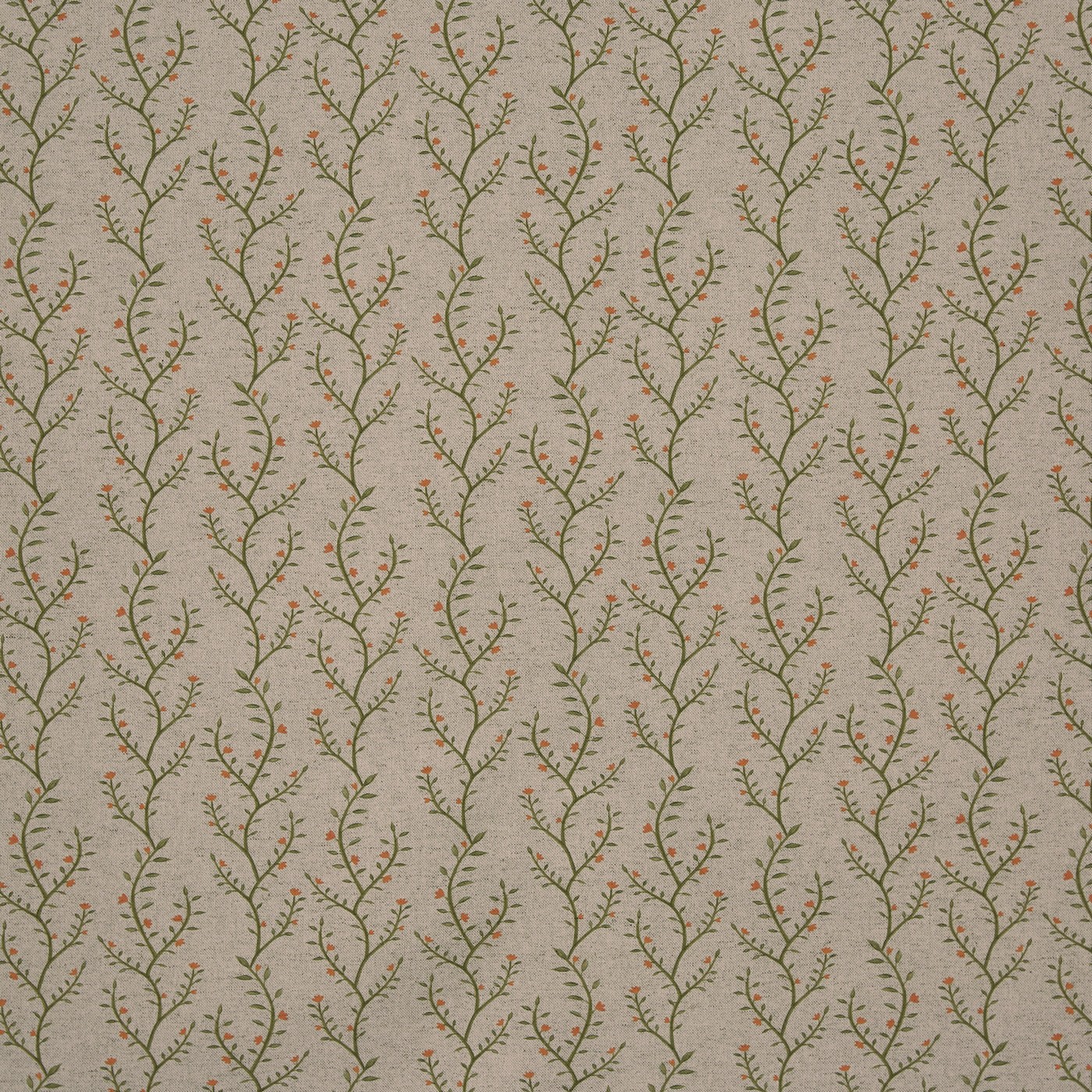 Boughton Ginger (pts119)